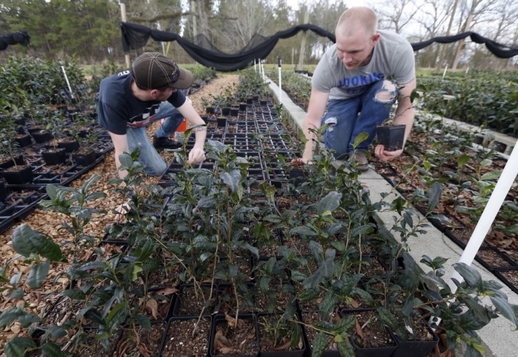 Joshua Watson, left, and Chase White gather tea plants onto racks at The Great Mississippi Tea Co. near Brookhaven.