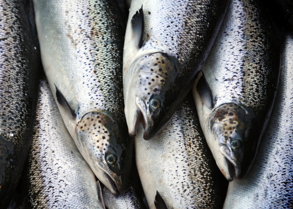 In this October 2008 file photo, farm-raised Atlantic salmon move across a conveyor belt as they are brought aboard a harvesting boat near Eastport.