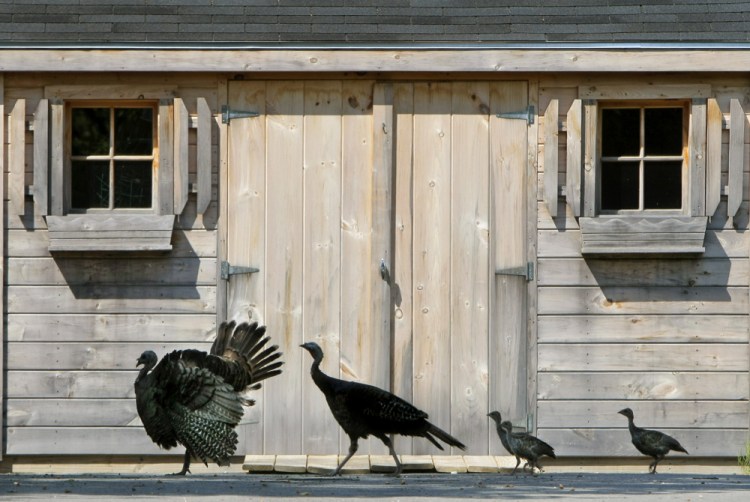 A family of wild turkeys crosses a driveway in Kennebunk. Support for the population – estimated at more than 60,000 – was underwhelming in a Department of Inland Fisheries and Wildlife survey about Maine’s big game. 