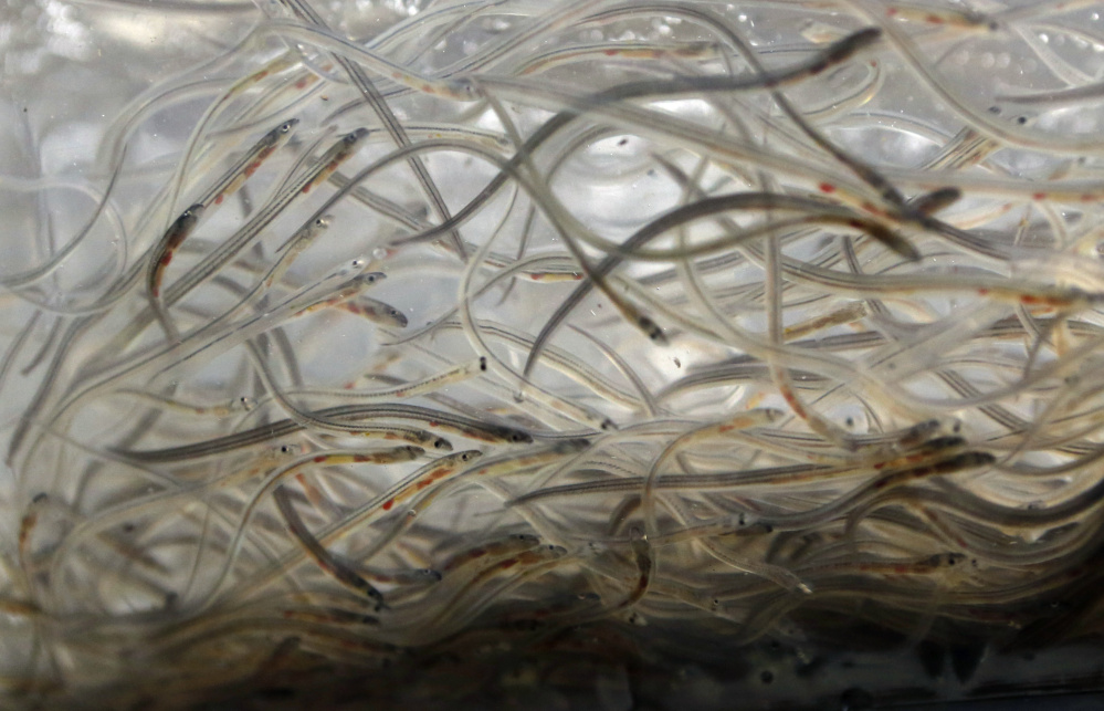 Maine’s elver fishing season was more successful than 2015’s because of this winter’s warmer weather.