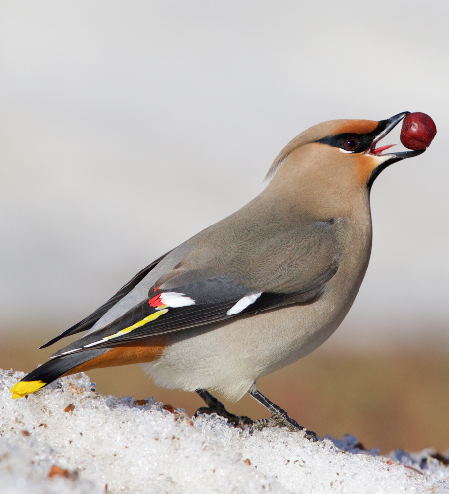 There’s nothing like fruit to satiate a Bohemian waxwing’s appetite.


Louis R. Bevier photo