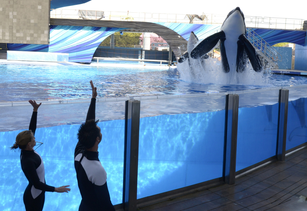 Orcas Tilikum, right, and Trua will remain in their Orlando tanks, but won’t be bred as SeaWorld is phasing out its killer whale identity following years of controversy.