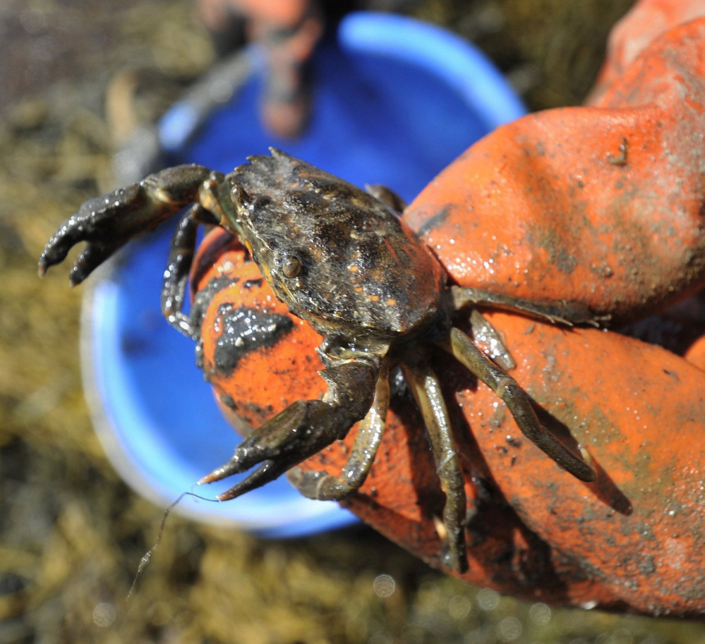 This green crab came out of Freeport’s Harraseeket River in 2012. Warm waters that year led to an explosion in their numbers, and they devoured many clams along the coast.