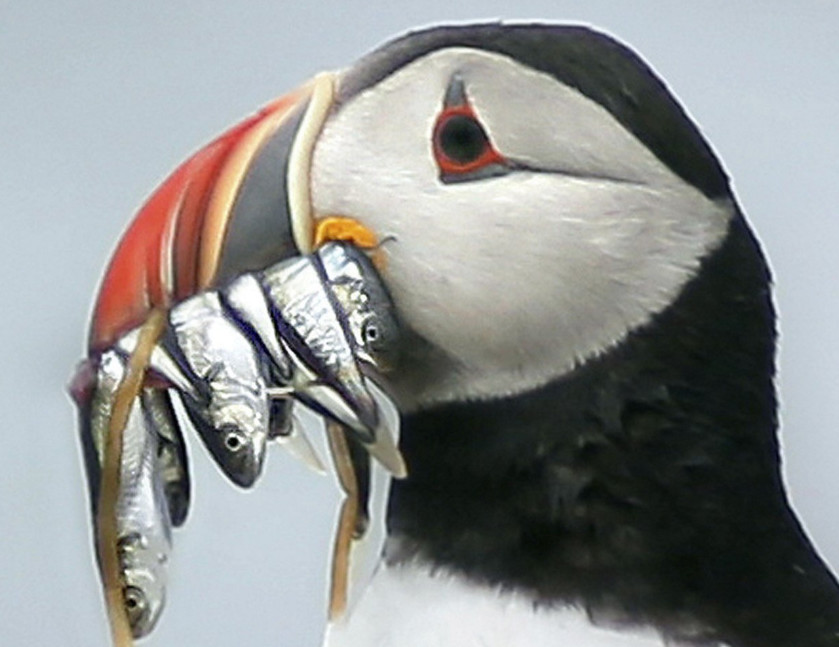 A puffin holds white hake in its beak. During the “ocean heat wave” of 2012, small fish like white hake and herring fled for deeper and cooler waters, forcing the puffins to gather butterfish. But puffin chicks ended up starving because they couldn’t fit the larger fish down their throats.