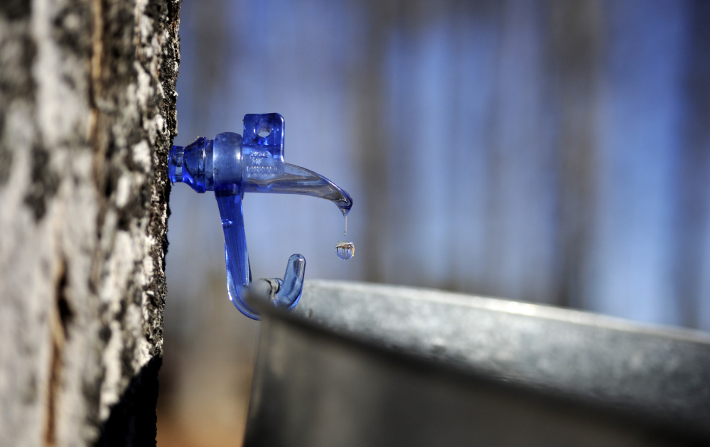 Sap drips into a bucket at Maple Hill Sugar House in Newfield, which will be open on Easter for Maine Maple Sunday.