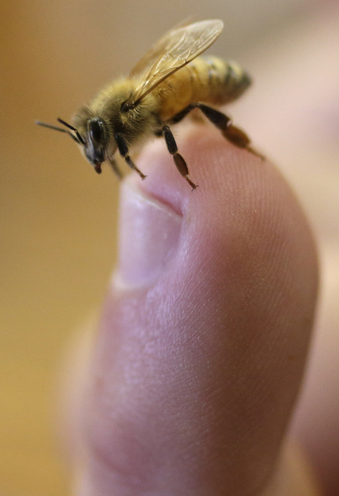 With Maryland’s honeybee population declining, state lawmakers seek to restrict use of a popular pesticide.