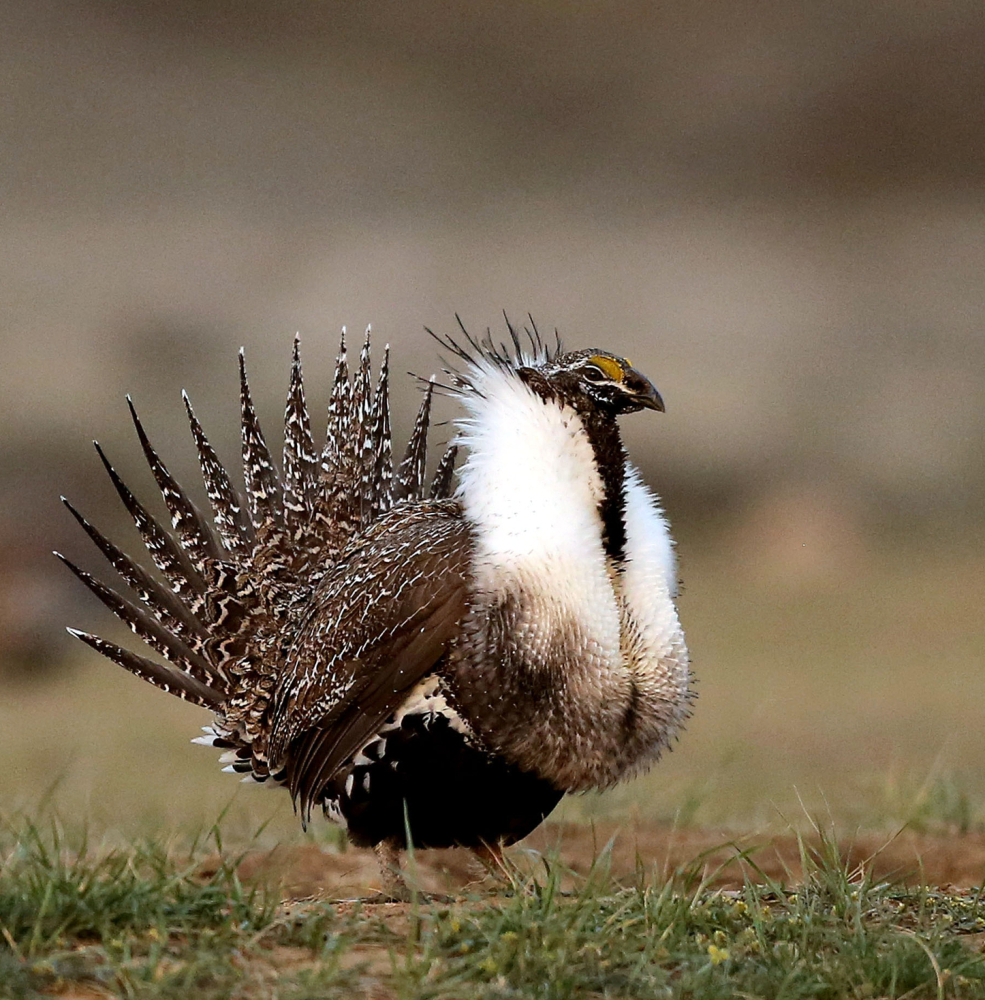 A male sage grouse lords over a prairie outside Baggs, Wyo.