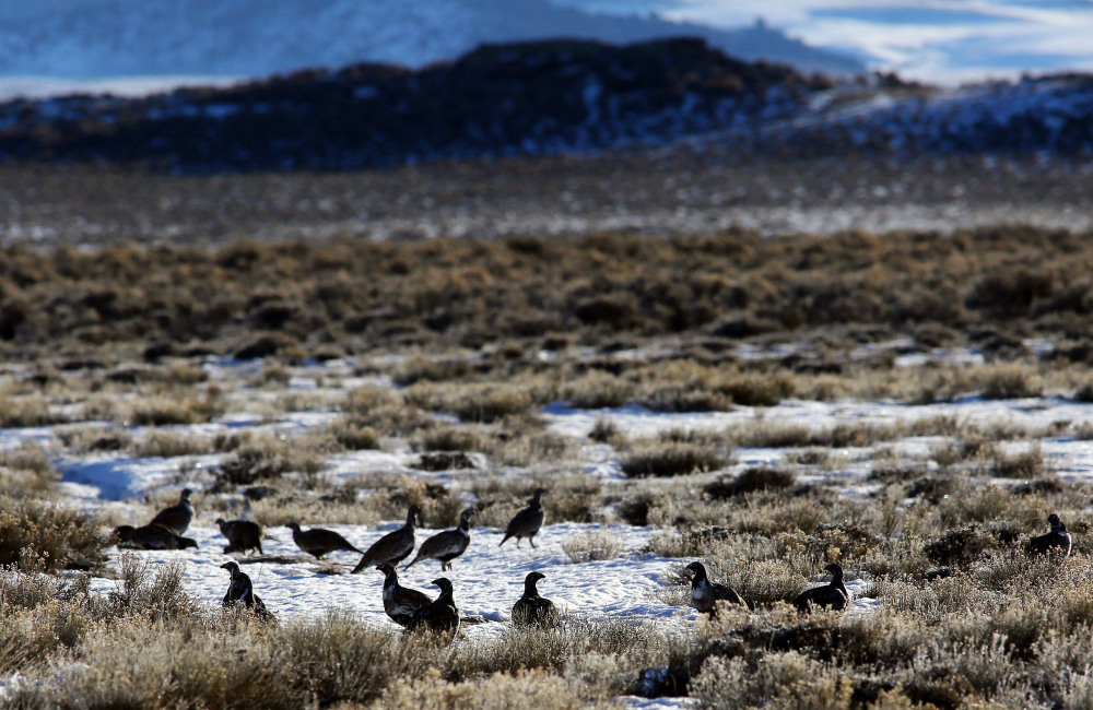 Greater sage grouse gather near Pinedale, Wyo. A male of the species, top, lords over a prairie in Baggs, Wyo. Concerns over the bird, which is not protected by the Endangered Species Act, continue to delay federal oil and gas lease sales five months after officials said they’d found a way to balance drilling and conservation.