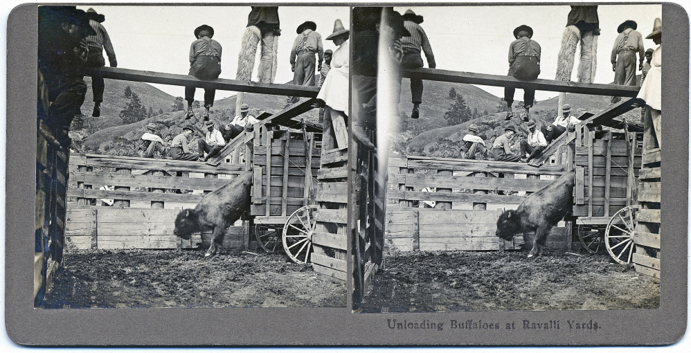 A bison that was part of the Pablo-Allard herd is unloaded at a stockyard in Ravalli, Mont., in this undated photo. The animals survived overhunting before being sold to the Canadian government in the early 1900s. Some of the genetically pure bison are being returned to graze their native lands in Montana.