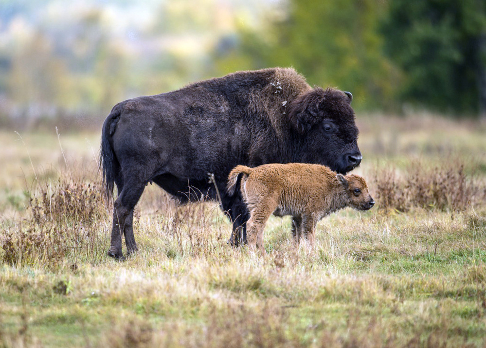 Bison like these from Elk Island National Park in Canada will make their way to a Montana American Indian reservation, where they will have more than 4,000 square miles to roam.