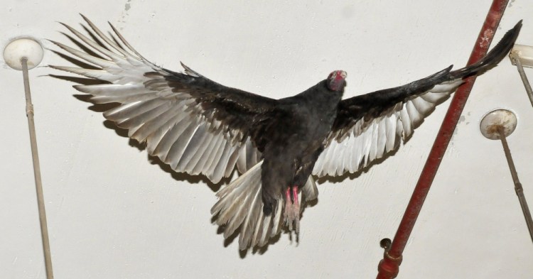 A turkey vulture flies inside a vacant boiler room at the former Seton Hospital in Waterville on Thursday. The bird evaded captors with nets for about two hours before Animal Control Officer Chris Martinez netted the large bird.