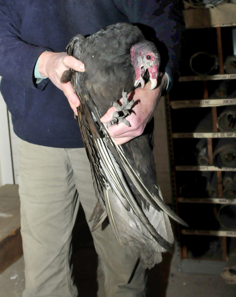 A turkey vulture, held by Waterville Animal Control Officer Chris Martinez, was trapped inside the boiler room at the former Seton Hospital in Waterville for at least a couple of days. It was finally netted unhurt Thursday.