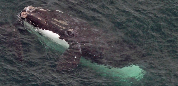 Right whale identified as EgNo1980 photographed in Cape Cod Bay on Feb. 19, 2016. CCS/NOAA image