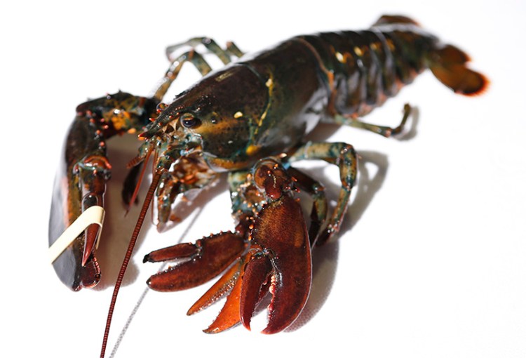A four-clawed female lobster at Ready Seafood Co., in Portland. The crustacean was most likely caught in Canadian waters before being sold to the wholesale lobster company.