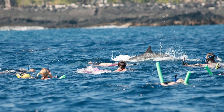 People swim near dolphins in Makako Bay in Kailua-Kona, Hawaii. 