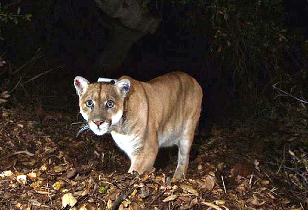This 2014 photo provided by the National Park Service shows the Griffith Park mountain lion known as P-22. Officials believe P-22 made a meal of a koala at the L.A. Zoo. 