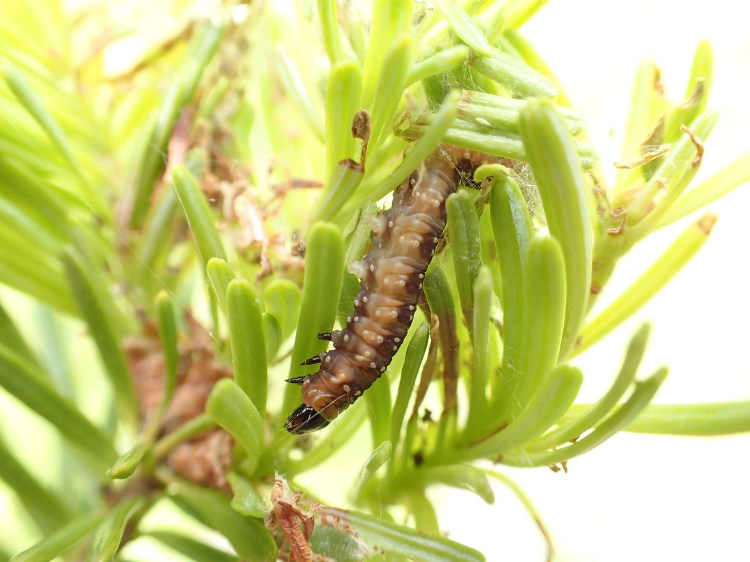 Photo of a budworm. Photo by Gordon Mott, courtesy of the Maine Forest Products Council