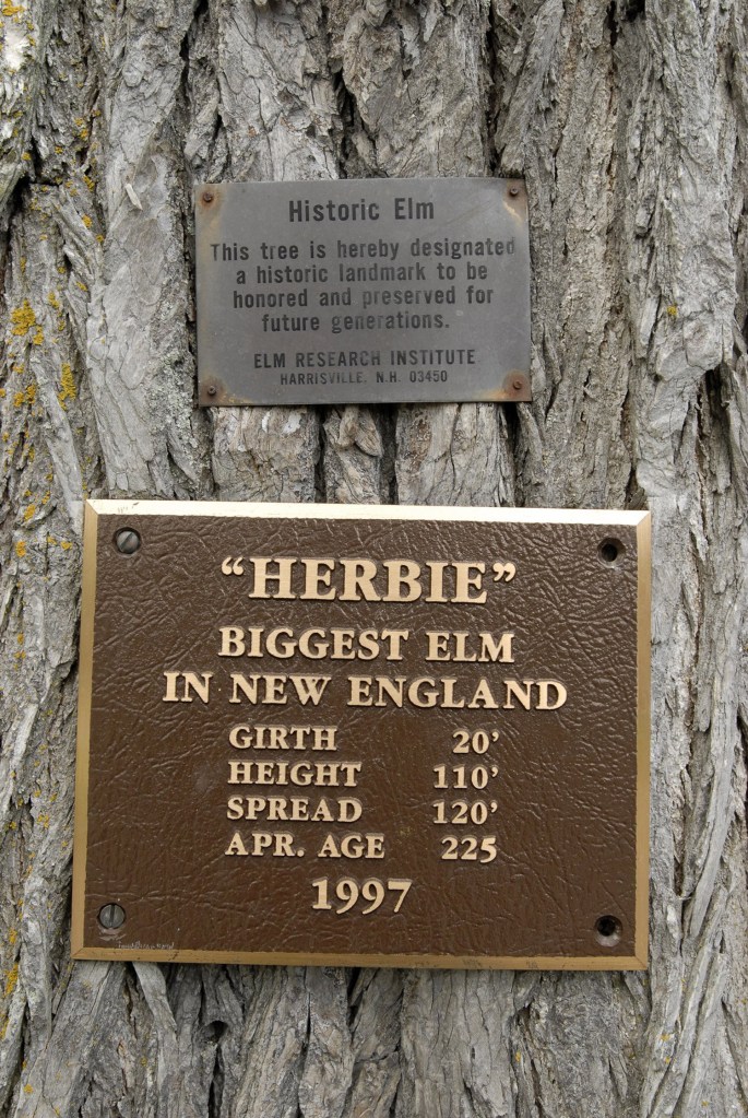 This plaque is attached to the trunk of an elm tree called "Herbie" that 100-year-old Frank Knight of Yarmouth has taken care  for the past 77. The tree is located at the corner of Yankee Drive and Route 88 in Yarmouth.