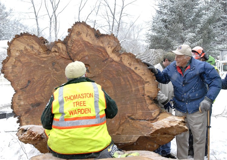 Frank Knight, 101, Yarmouth's longtime tree warden, watches Peter Lammert with the Maine Forest Service count the growth rings on the massive butt section after the 212-year-old elm tree called "Herbie." The tree was cut down due to the Dutch elm disease.