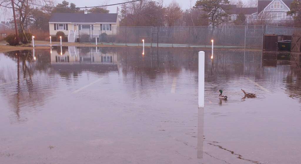 Ducks swim in a parking lot covered in water at the Narraganset by the Sea condominiums in Kennebunk early Friday. Splash over during the high tide overnight created minor flooding issues along parts of the coast.