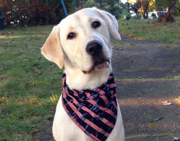 Lexi, a 2-year-old yellow Labrador retriever belonging to a Winthrop family, was struck and killed by a car Monday night. The car's driver later contacted police and family members. Contributed photo