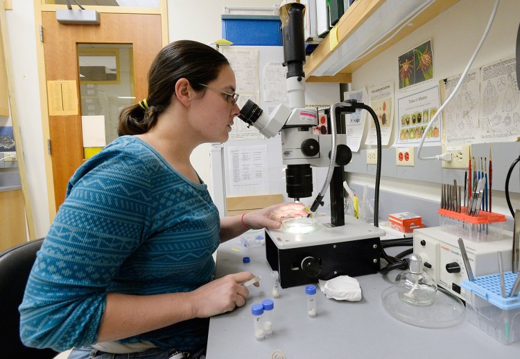 Maggie Welch, a research assistant at Maine Medical Center studies ticks at the Scarborough facility.