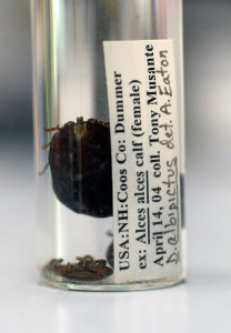 Moose ticks in a container at Maine Medical Center Research Institute in Scarborough.