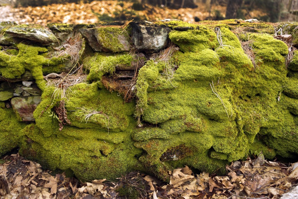 Moss covers the remains of a foundation south of Livermore Falls in an area known as the Hollows in Campton, N.H. 