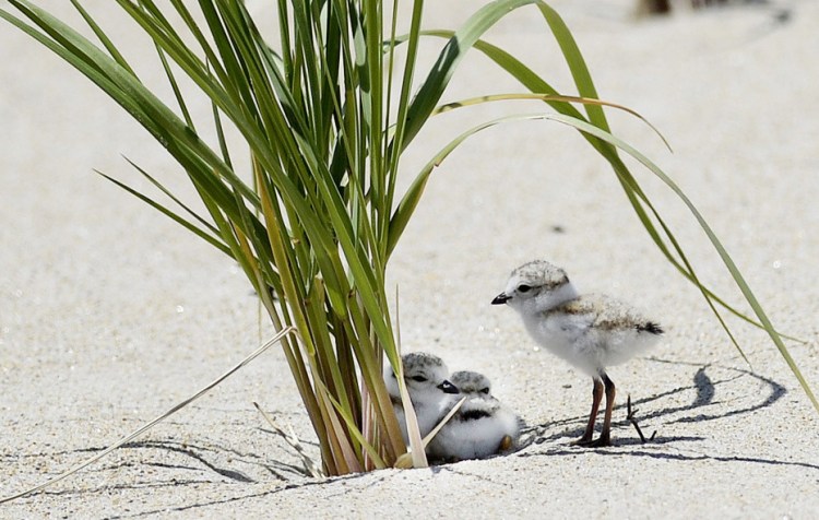 The first piping plovers were spotted at beaches in Ogunquit and Kennebunkport on March 13, earlier than in past years.