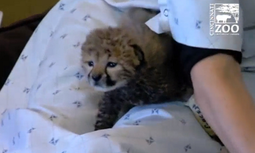 A lone cheetah cub from Oregon will join four others at a zoo in Cincinnati.
