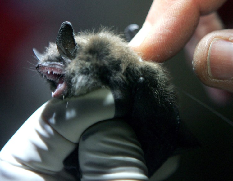 A radio transmitter is inserted into a little brown bat in an abandoned mine in Rosendale, N.Y., in this 2009 file photo. The populations of little browns appear to have stabilized in some locations in upstate New York and Vermont, the region where dead bats were found starting in 2006. The Associated Press