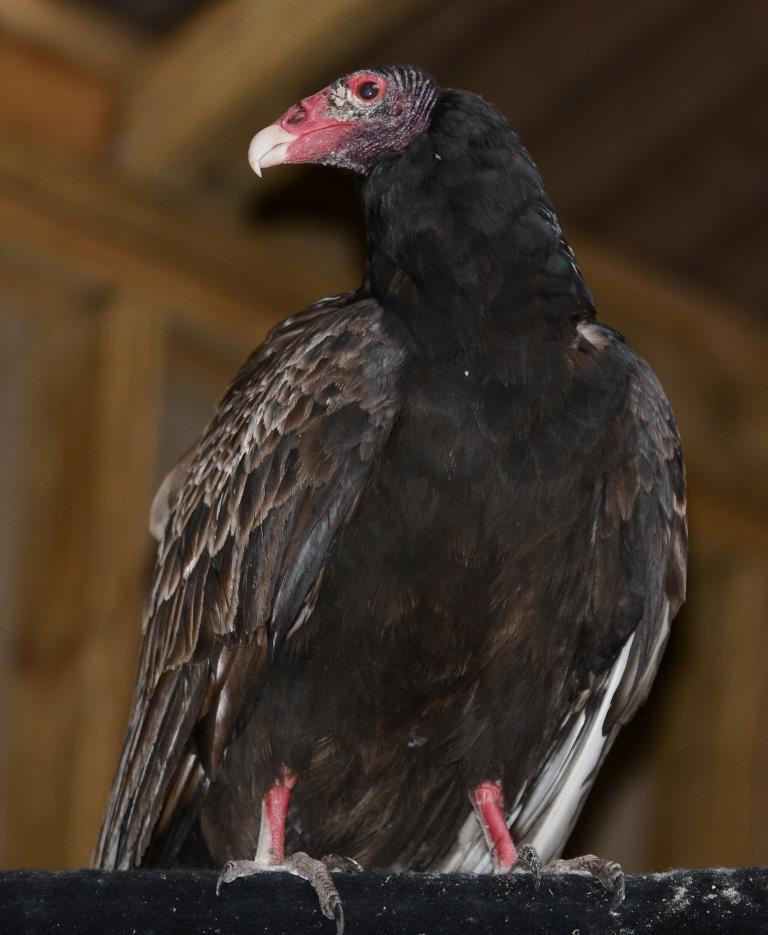 The turkey vulture that was trapped in the boiler room at the former Seton Hospital in Waterville recovers at Avian Haven in Freedom before being released Wednesday. The bird had no injuries and ate well before its return to the wild.