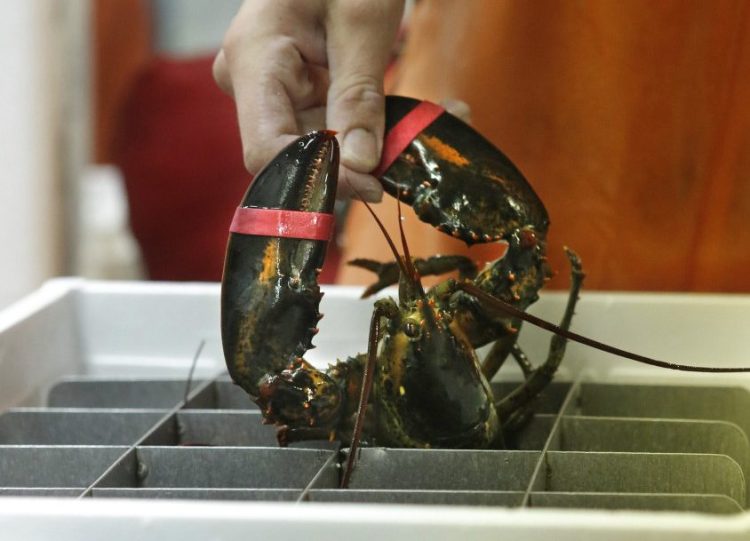 A live Maine lobster is packed for shipping at The Lobster Co. in Arundel. A proposed ban in Europe could cost the Maine fishery almost $11 million in annual revenue.