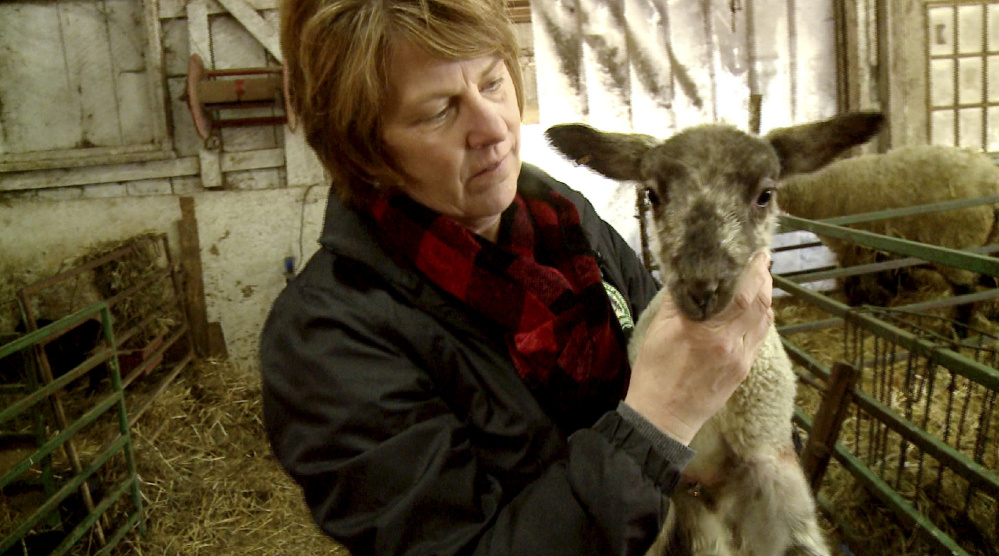 Lisa Webster, who owns North Star Sheep Farm with her husband, Phillip, holds a lamb in one of the barns where pregnant ewes wait to give birth. Lambing season is a round-the-clock job for the Websters and their eight-person crew.