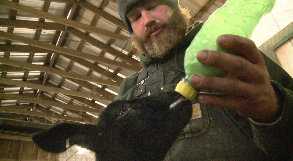 Chris Basford, the flock manager at North Star Sheep Farm, bottle feeds a 10-day-old lamb. When the spring lambing season is underway it's all hands on deck at Maine's largest sheep farm.