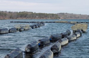 Cages containing oysters float on the Damariscotta River in Walpole.