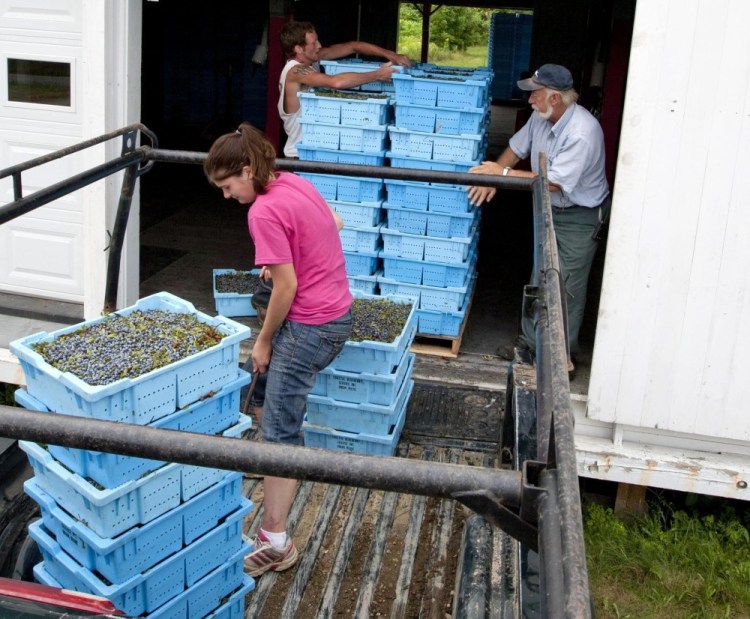 A truckload of wild blueberries arrives in Union. Maine's congressional delegation said Thursday that the USDA will buy up to 30 million pounds of blueberries.