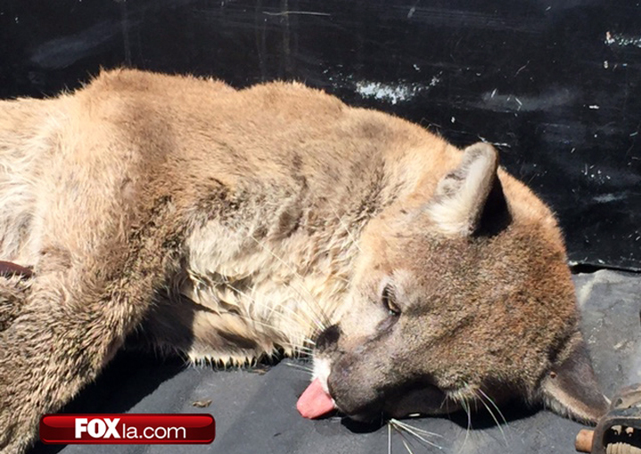A tranquilized mountain lion is headed back to its mountain habitat after its capture near John F. Kennedy High School in Los Angeles.