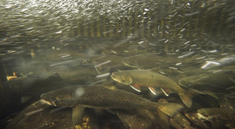 Brook trout swim against the current in a fish weir on the Roach River near Moosehead Lake. A 2013 study shows freshwater fishing in Maine generated $319.1 million in revenue, with more than half of in-state and almost half of nonresident fishermen favoring brook trout.