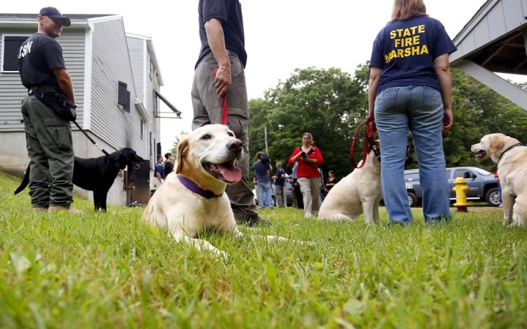 Arson dogs like these and their handlers will continue to come to Maine to be trained and certified, program founder Paul Gallagher said Monday. He said that a news release from New Hampshire state officials and State Farm Insurance announcing the program's "relocation" was an overreaction.
