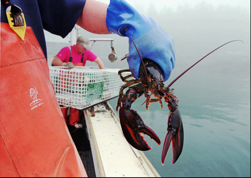 A proposed ban on imports of live American lobster into the European Union's 28 member countries would result in a $10 million annual hit to the pockets of Maine lobstermen.