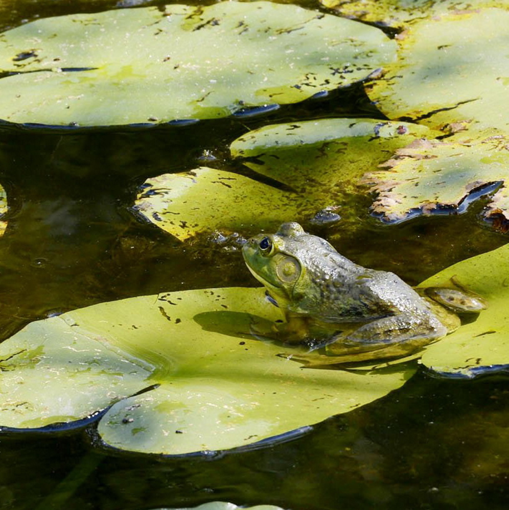 A frog sits on a lilly pad at the pond at Gilsland Farm Audubon Center in Falmouth. The location is ideal for Portland residents and workers looking for a beautiful place to enjoy nature.