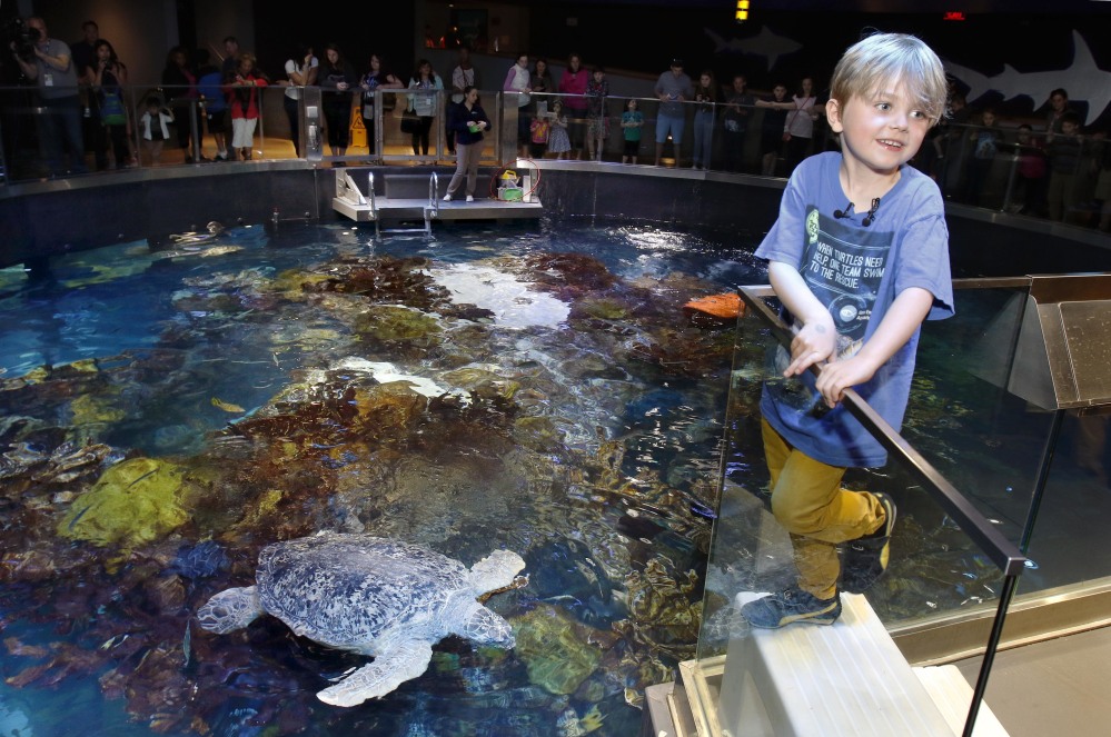 Jasper Rose, 6, stands near Myrtle, a sea turtle at the New England Aquarium. Jasper raised $550 for the aquarium's sea turtle rescue program in lieu of birthday presents.