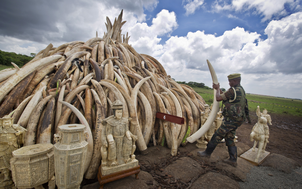A Kenya Wildlife Service ranger stacks ivory that will be torched Saturday to highlight the plight of elephants, whose destruction is putting them on a path to extinction.