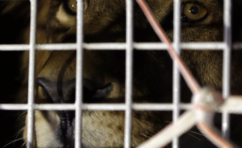 A former circus lion peers from inside a cage at OR Tambo International Airport in Johannesburg, South Africa, on Saturday. Thirty-three lions rescued from various circuses in Peru and Colombia arrived in Johannesburg to live out the rest of their lives in a private sanctuary in South Africa, organized and paid for by Animal Defenders International.