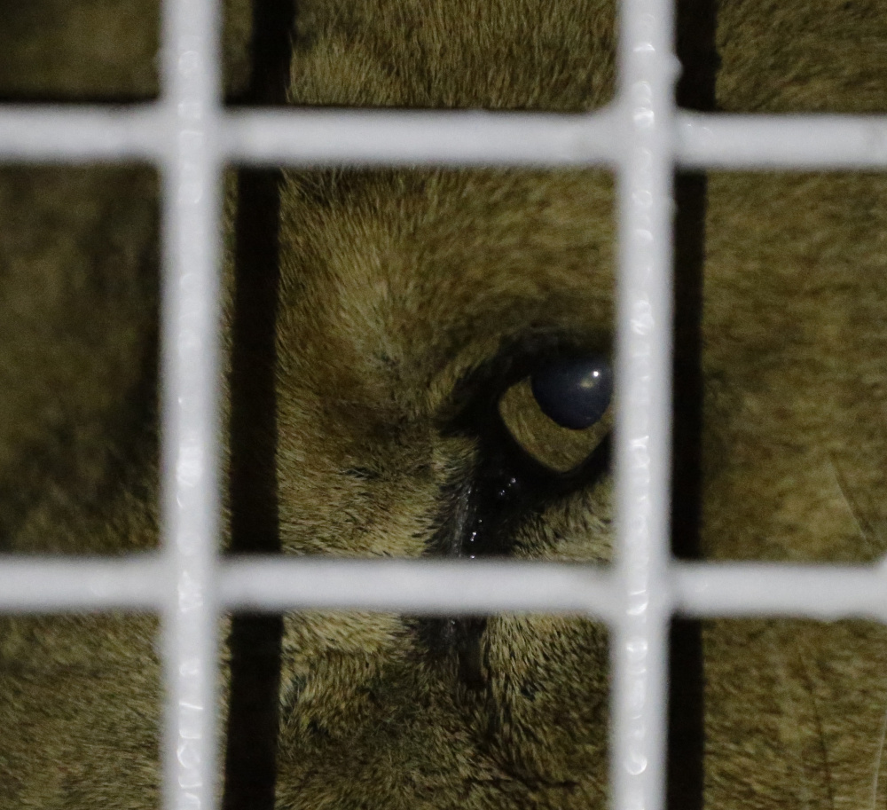 A former circus lion peers from inside a cage on arrival Saturday in Johannesburg.