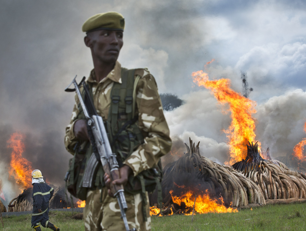 A ranger from the Kenya Wildlife Service stands guard as pyres of ivory are set on fire in Nairobi National Park on Saturday to protest the poaching of ivory. Kenyan president Uhuru Kenyatta lit the flame representing the tusks of more than 8,000 elephants, saying that "ivory is worthless unless it is on our elephants."