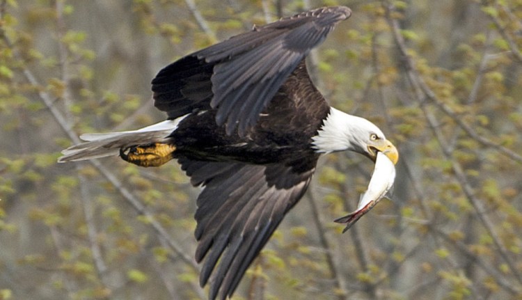 With fishing good on the Sebasticook River and other Maine waterways, the state's once-sparse bald eagle population is thriving. 2014 Morning Sentinel file photo/Michael G. Seamans