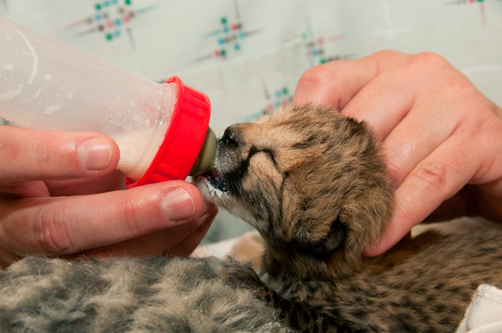 One of four cheetah cubs born on March 8 after a rare Caesarean section is fed at the zoo in Cincinnati. 