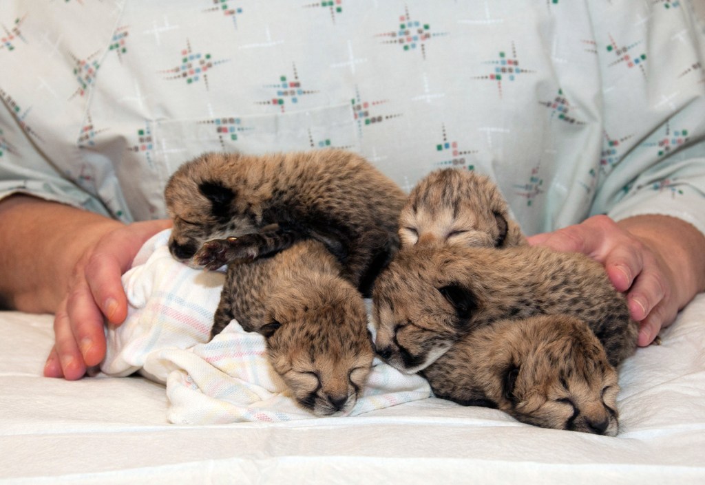 Five cheetah cubs were born March 8 during a rare Caesarean section at the zoo in Cincinnati. One of the cubs has since died, as has the mother. Another cub from Oregon is joining them.